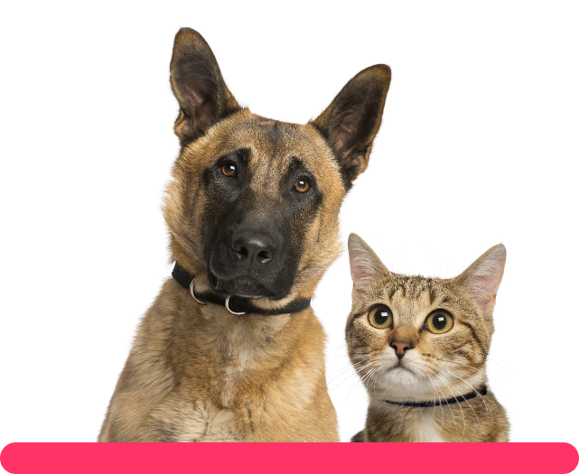 Perro y Gato